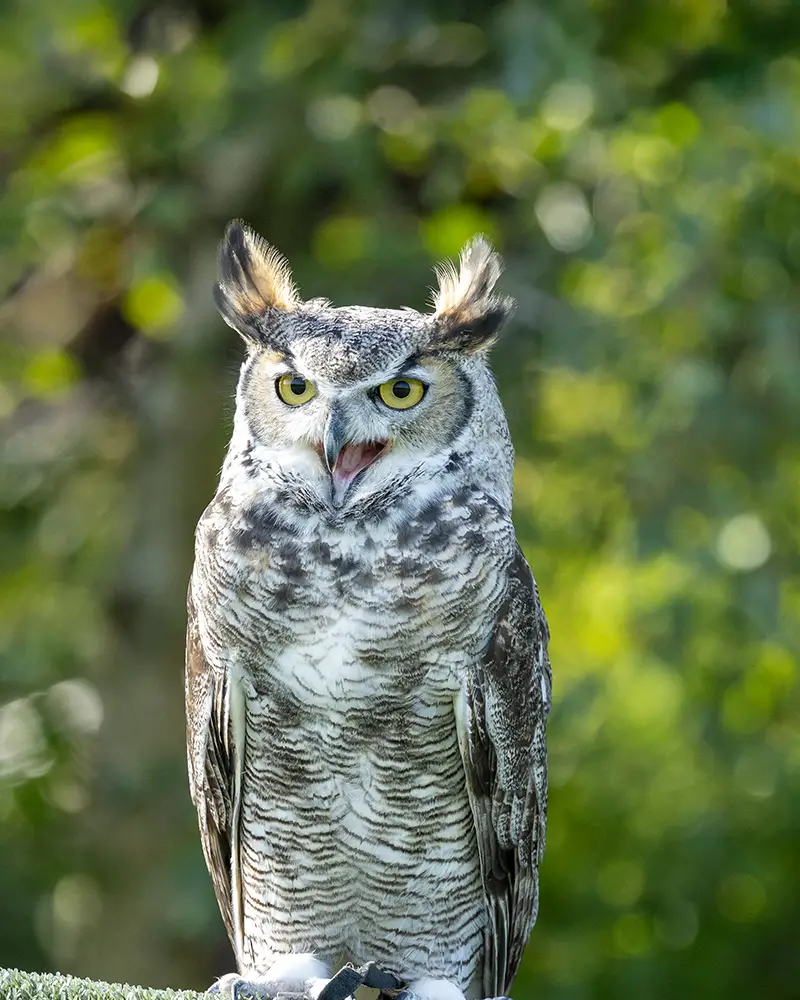 Bruno the Great Horned Owl