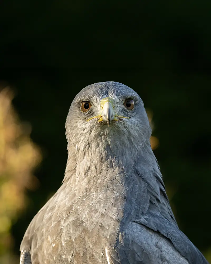 Arlo the Black-Chested Buzzard-Eagle