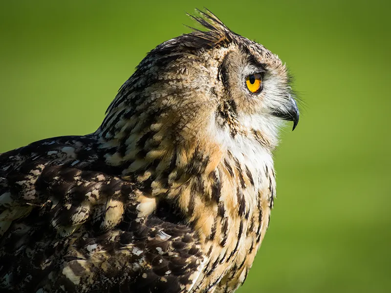 Bracken the Bengal Eagle Owl
