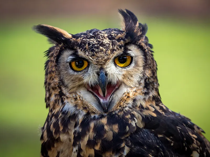 Candy the MacKinder's Eagle Owl
