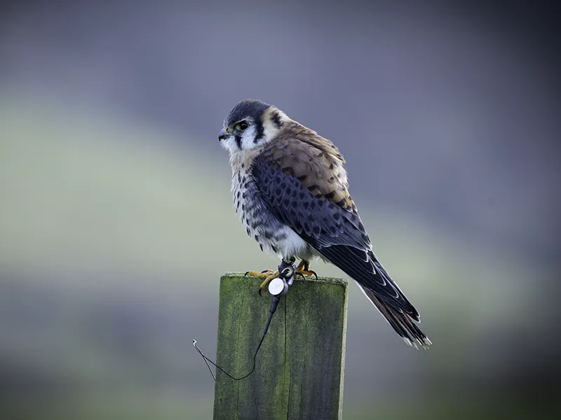 Diego the American Kestrel