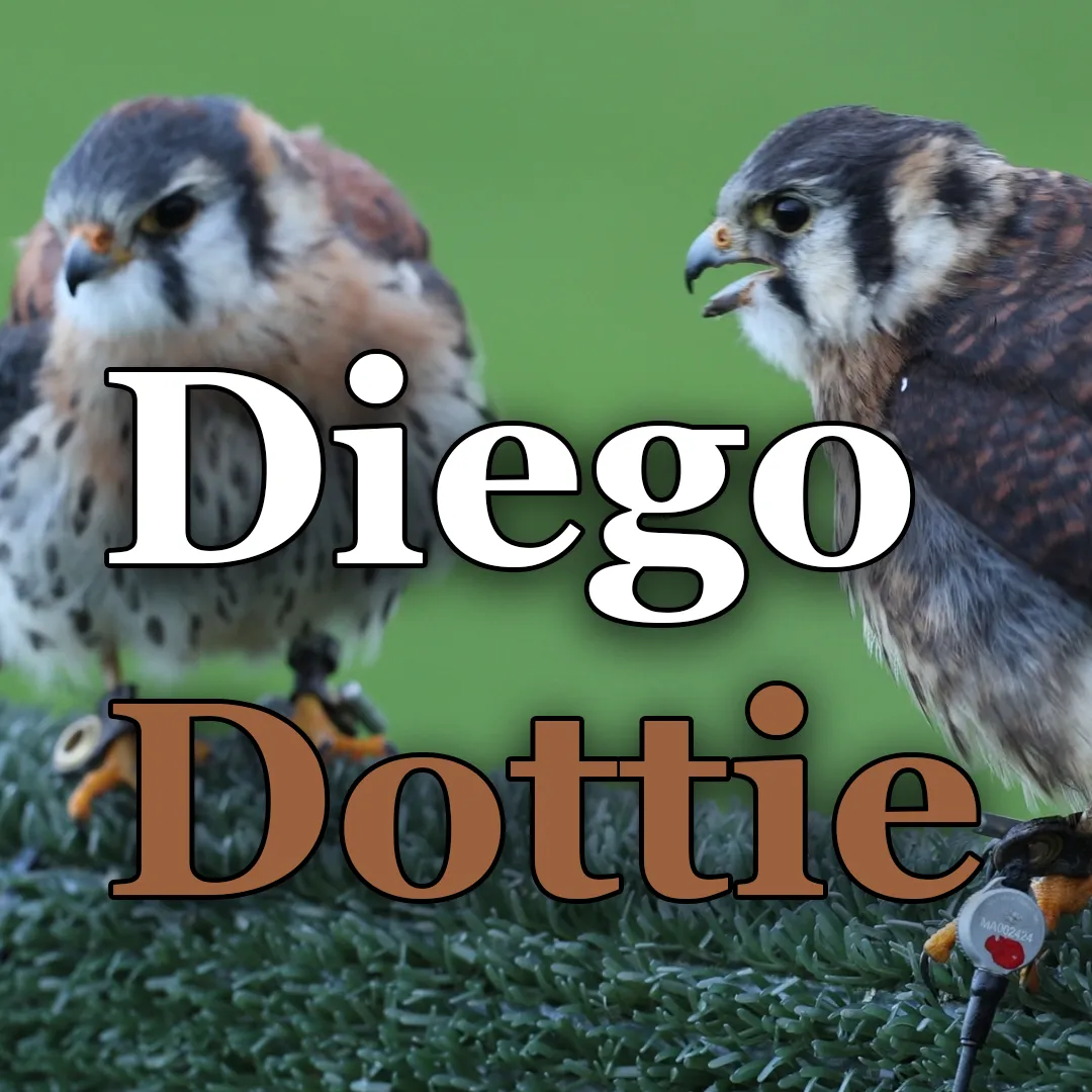 Diego Dottie Video