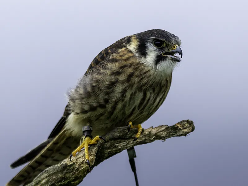 Dottie the American Kestrel
