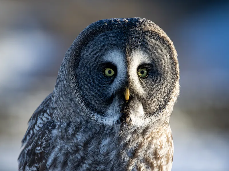 Earl the Great Grey Owl
