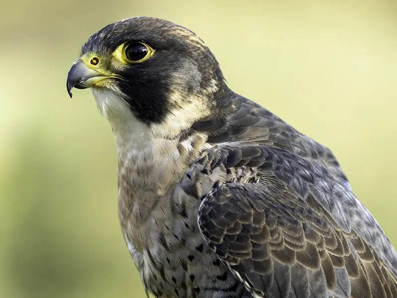 Eric the Peregrine Falcon