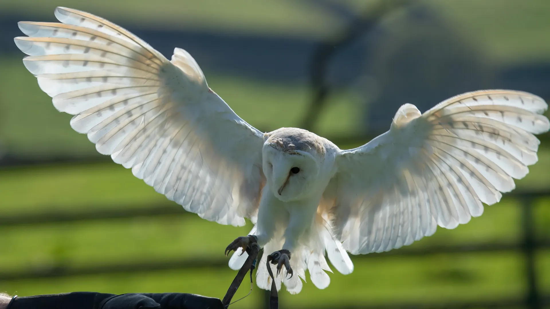 Falcon landing on a falconer's glove