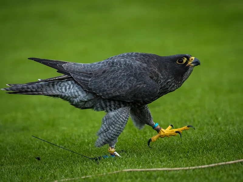 Fandango the Gyr falcon x Peregrine Falcon