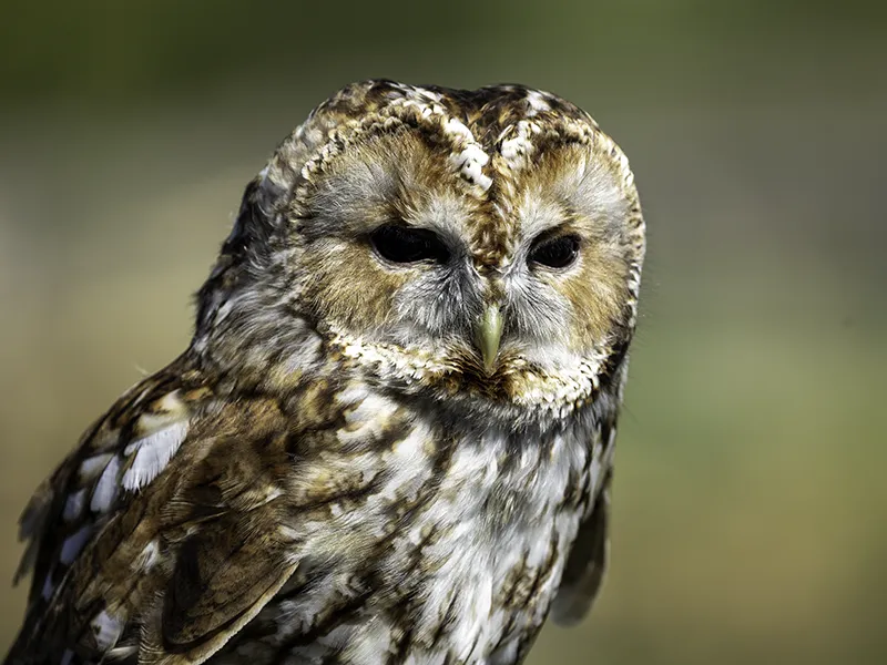 Fluffy the Tawny Owl
