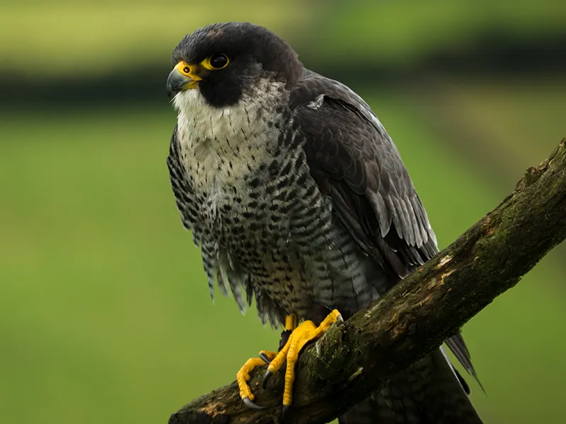 Geoff the Peregrine Falcon