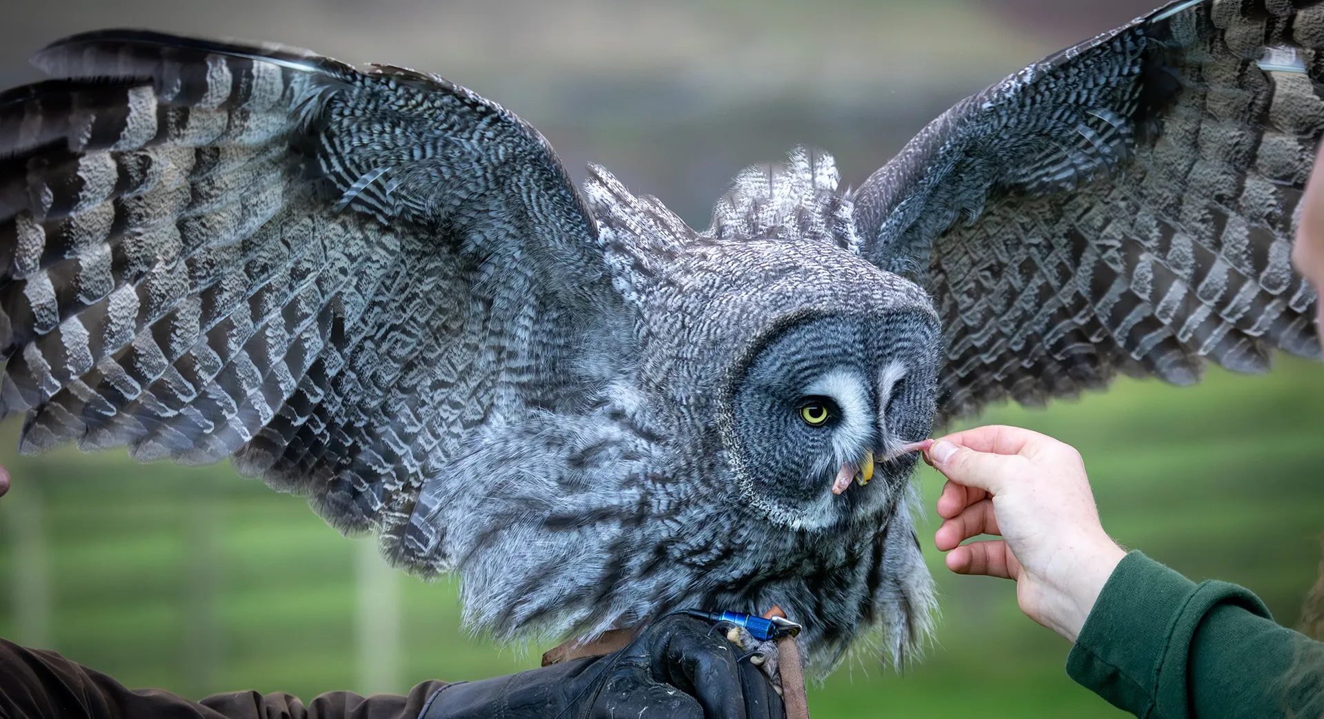 A group of people enjoying a falconry display