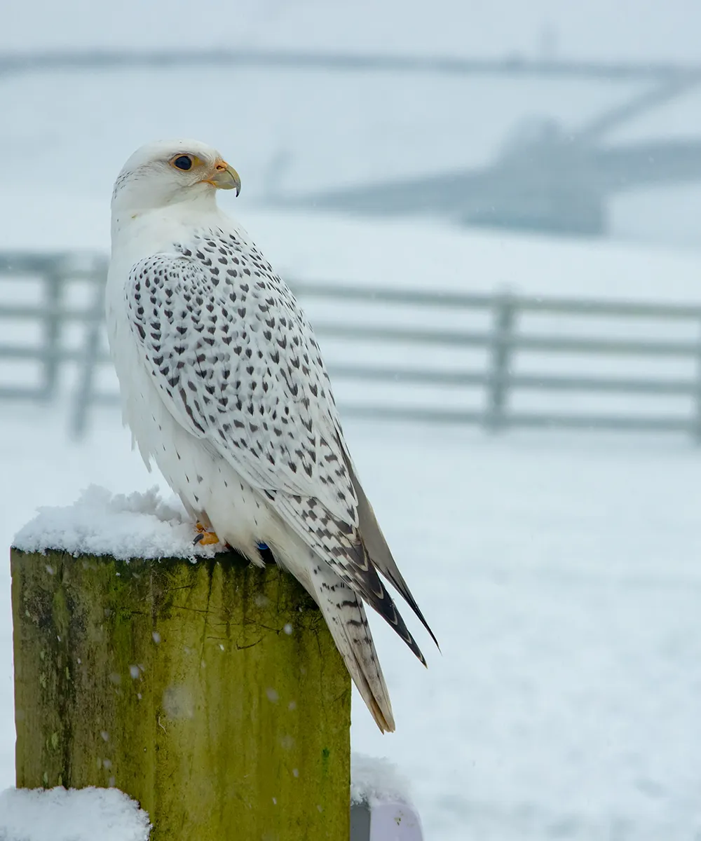 Falconer walking on the moors