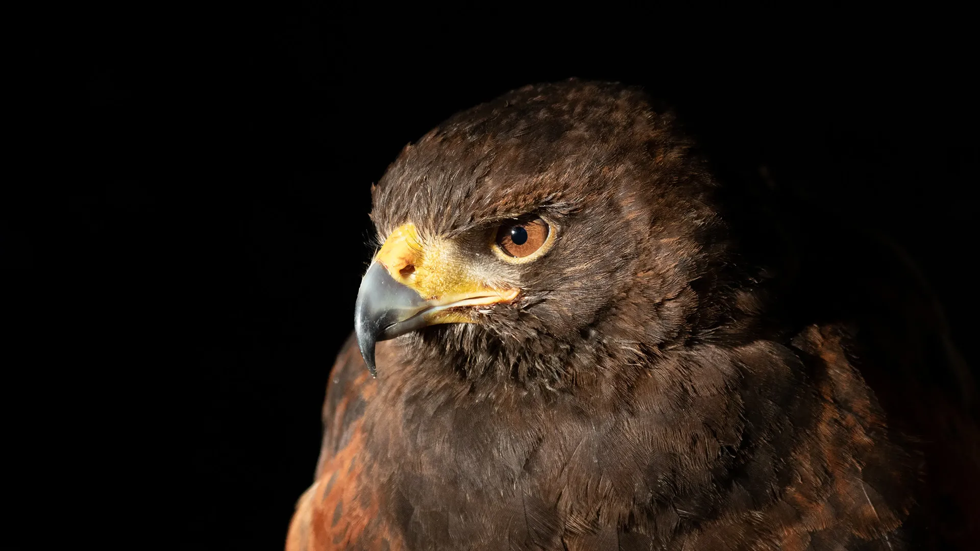 Harris Hawk flying in the Yorkshire moors