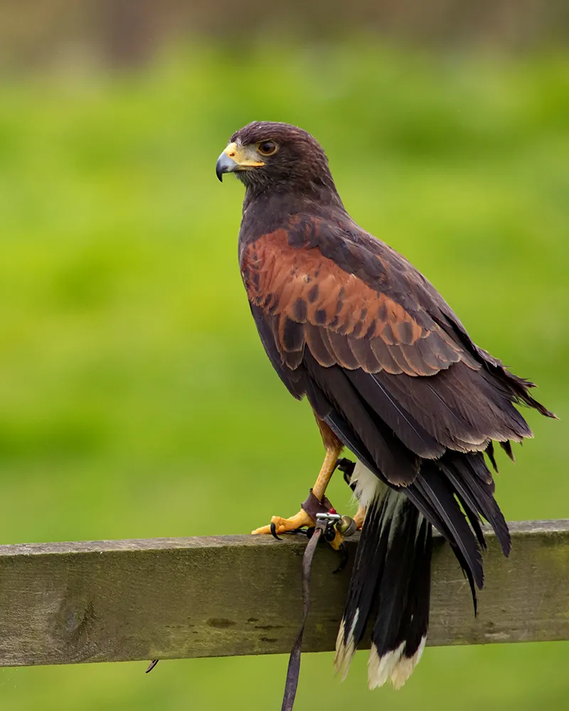 Hawk walking session
