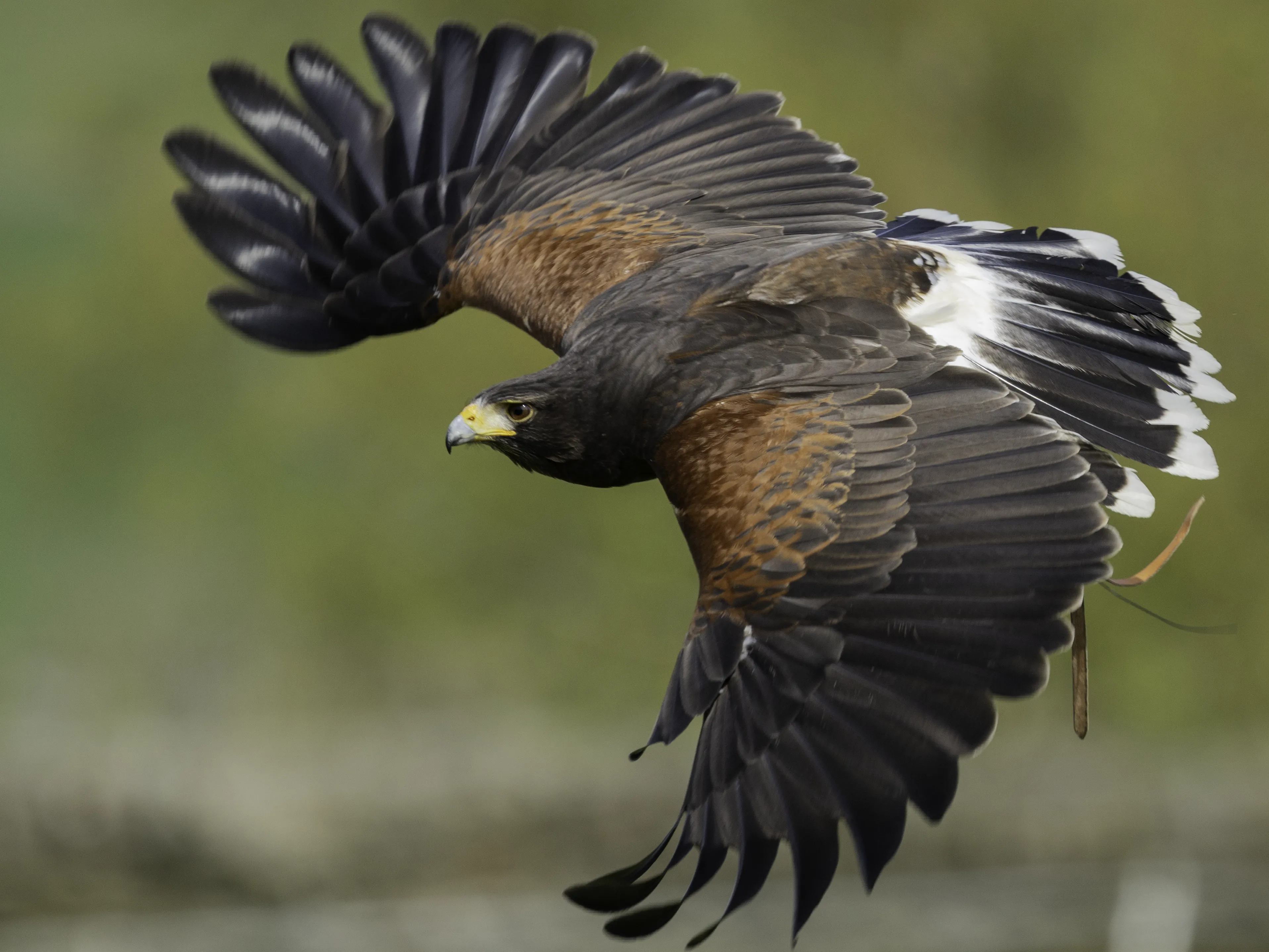 Hawk Walk