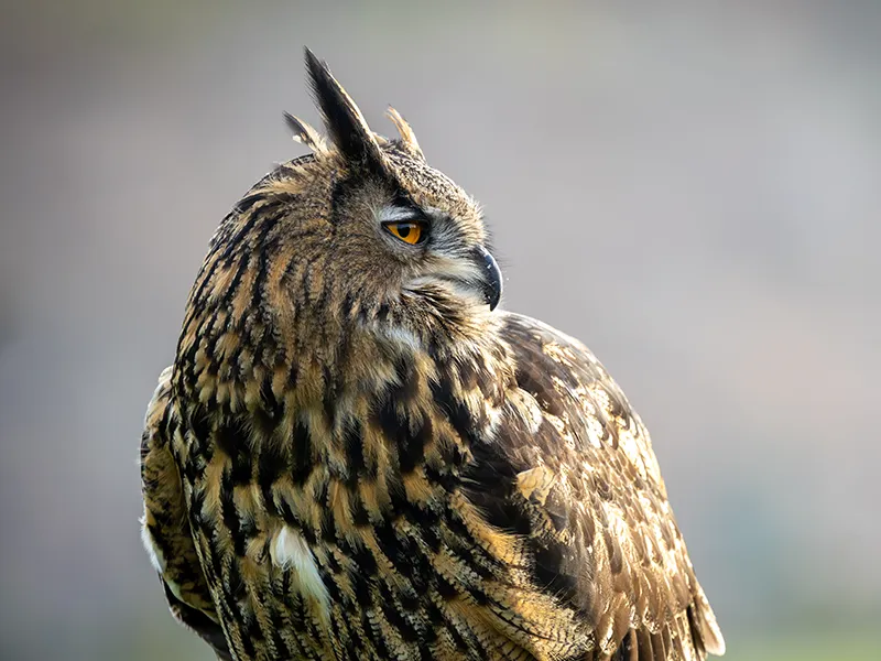Heidi the Eurasian Eagle Owl