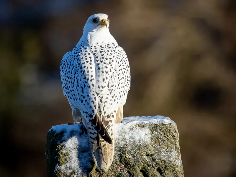Hoggle the Gyr Falcon
