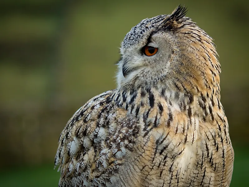 Ivan the Siberian Eagle Owl