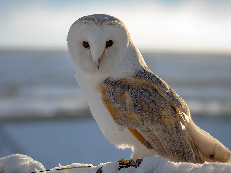 JD the Barn Owl