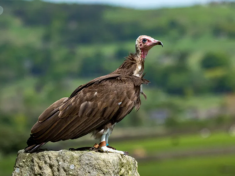 Julianne the Hooded Vulture