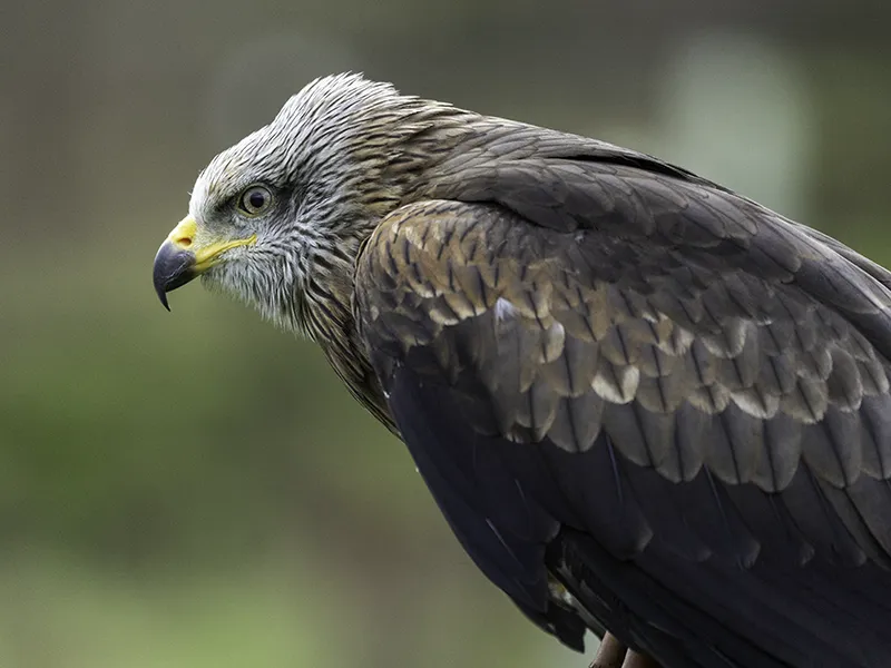 Leon the Black Kite
