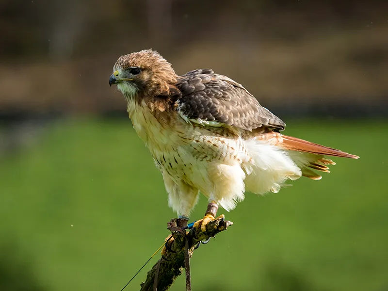 Lootah the Red-Tailed Hawk