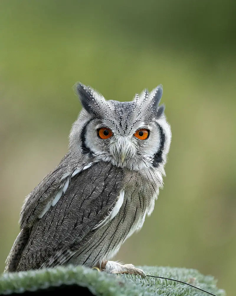 Megatron the White-faced Owl
