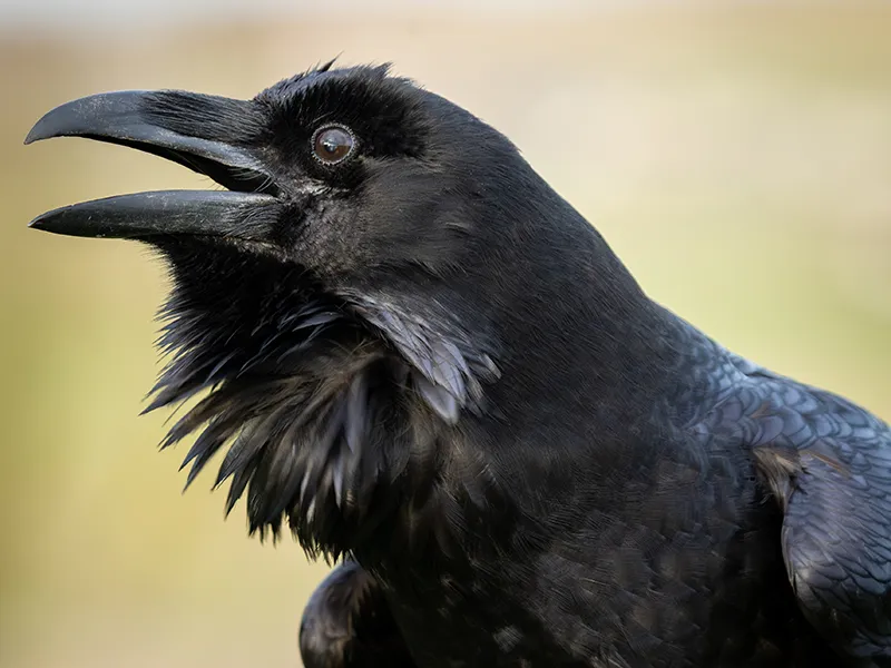 Millie the Raven