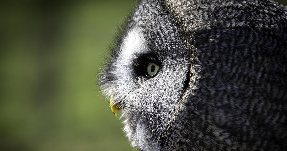 A majestic bird of prey on the moors