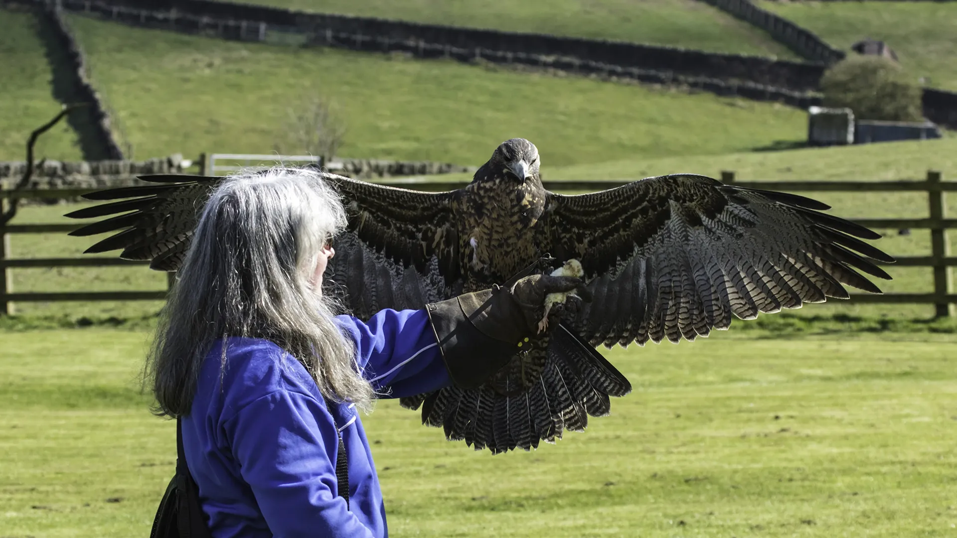 A falconer preparing a bird for flight