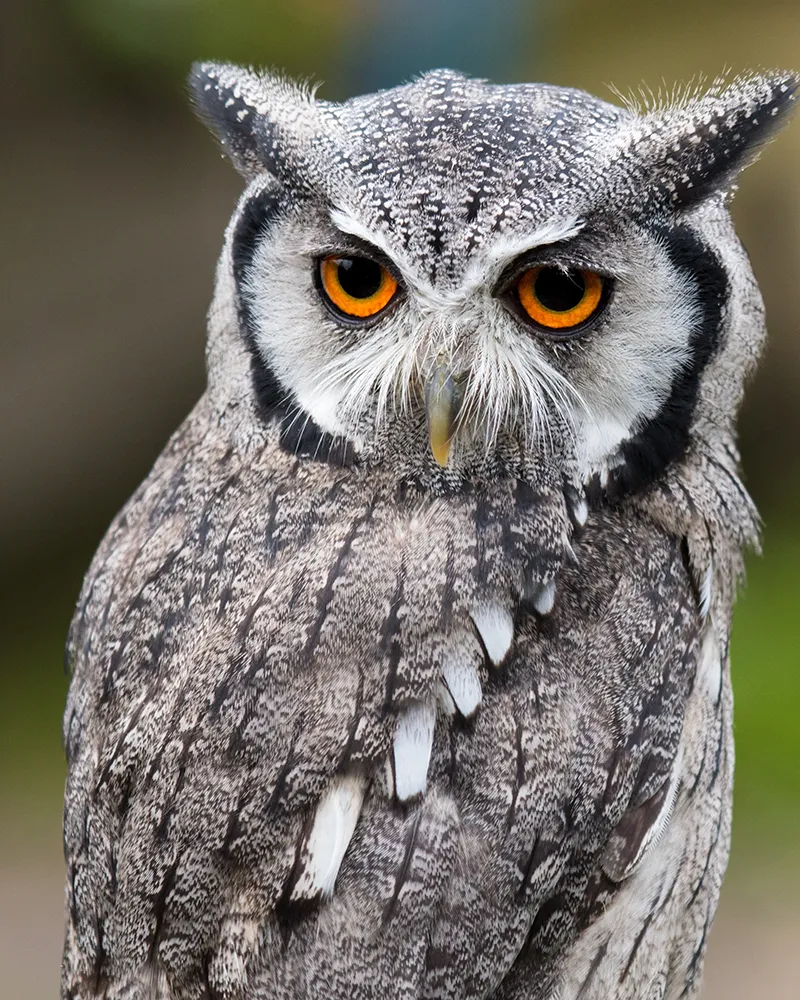 Guest holding an owl on a leather glove
