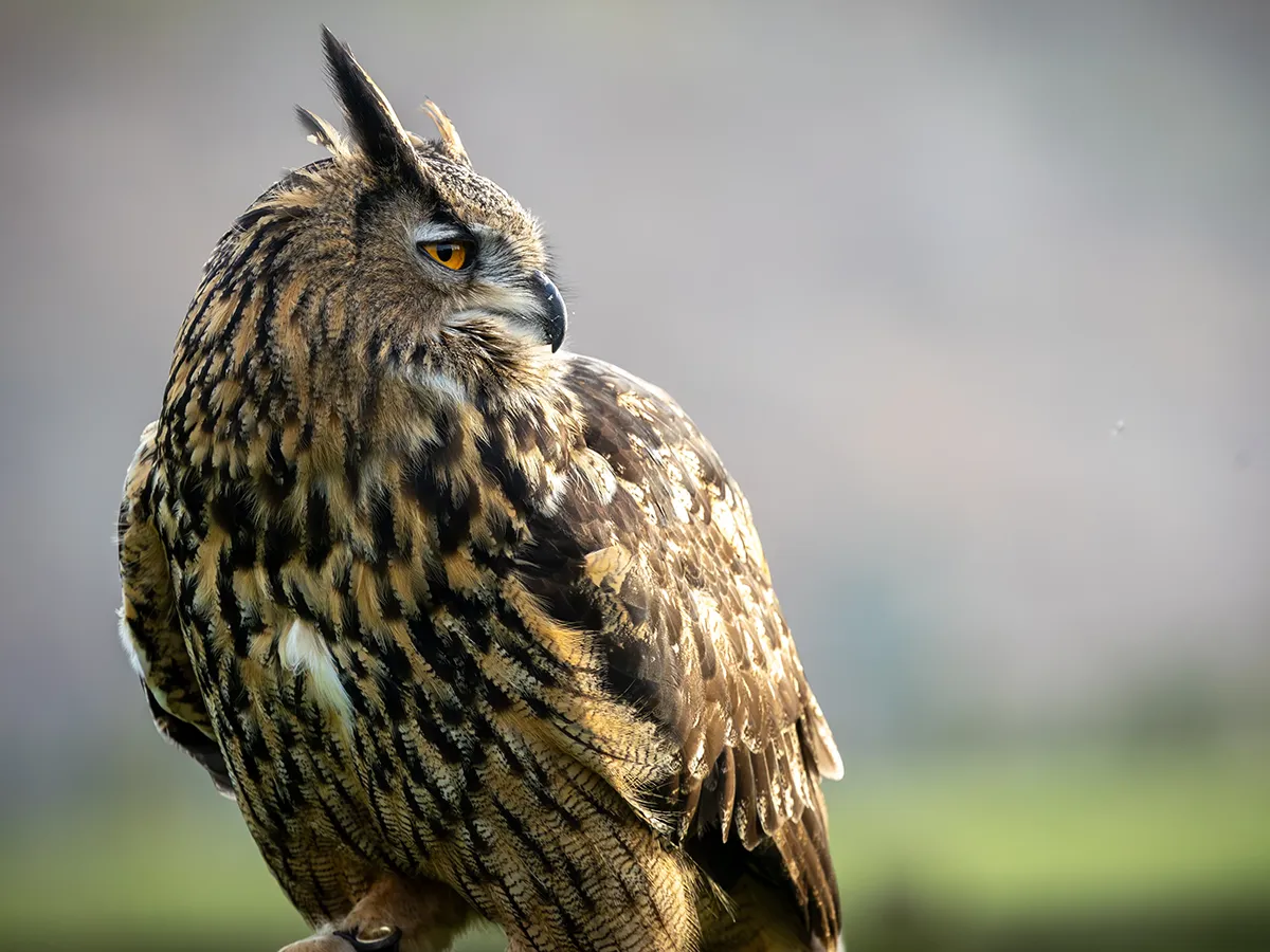 Owl Encounter