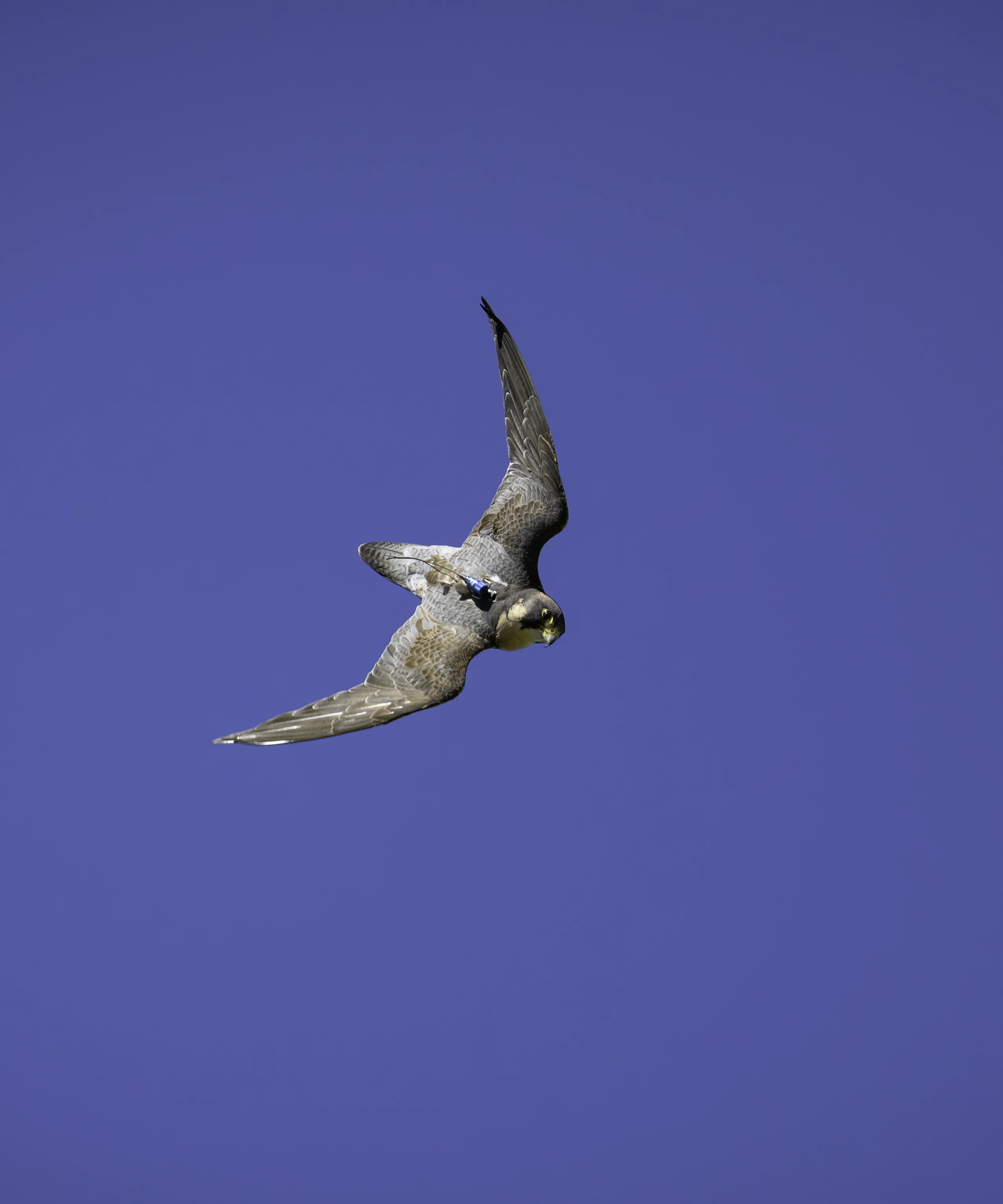 Peregrine Falcon Flying Display