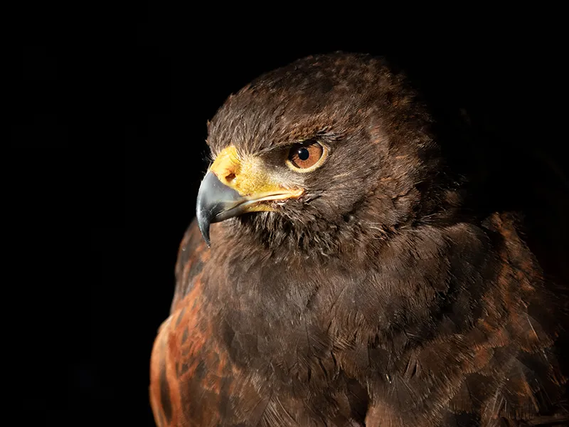 Peter the Harris's Hawk