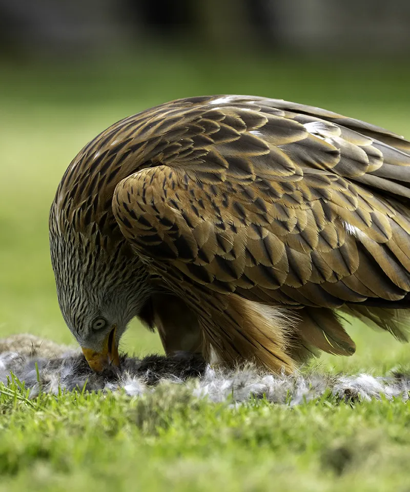 Red Kite eating Rabbit