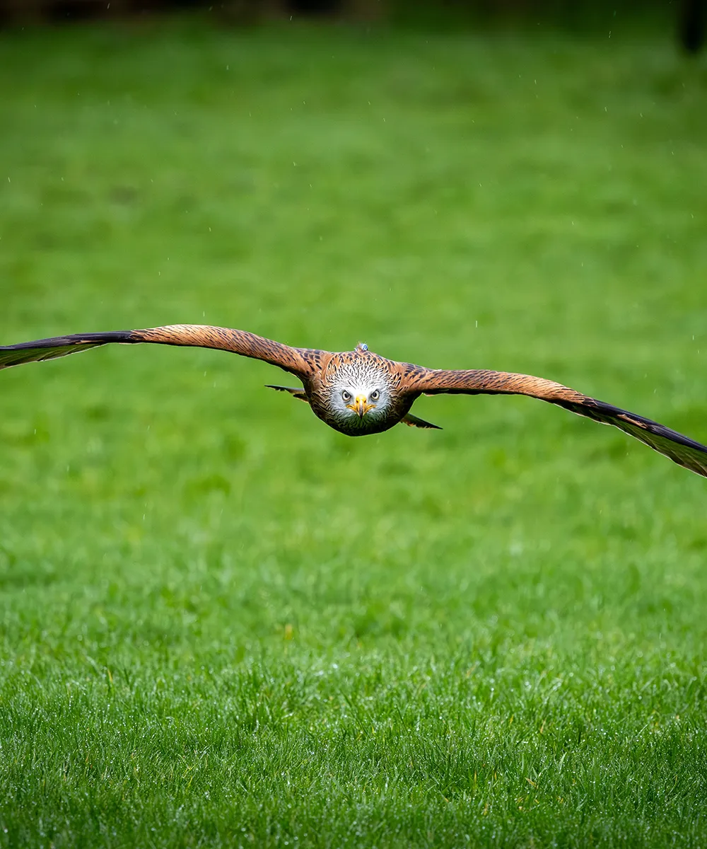 Red Kite arena display