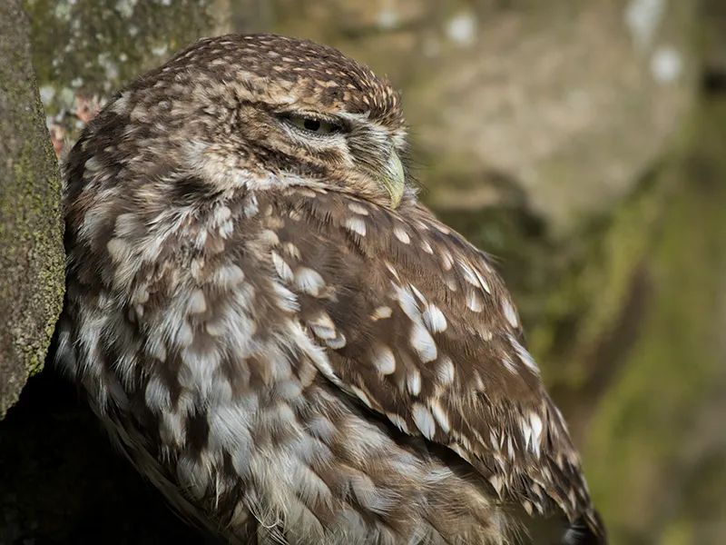 Spud the Little Owl