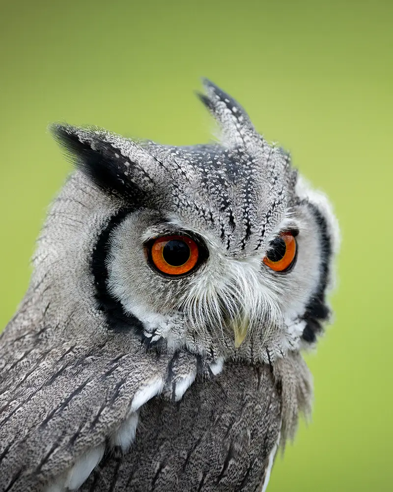 Starscream the White-faced Owl
