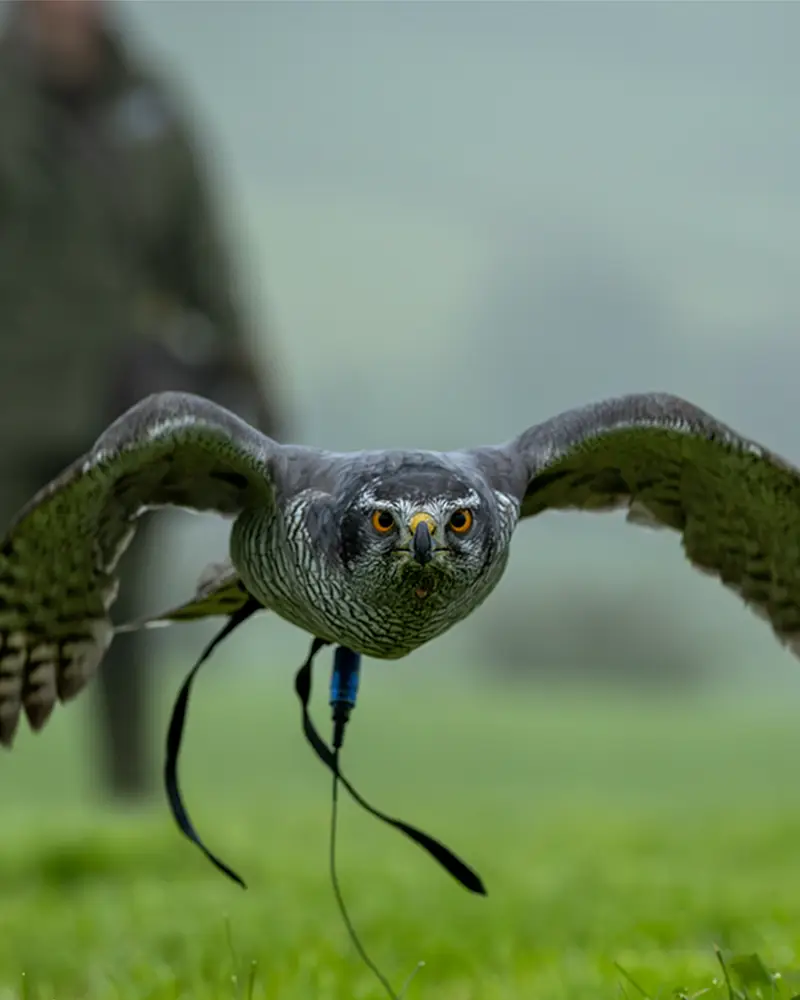 Storm the Goshawk
