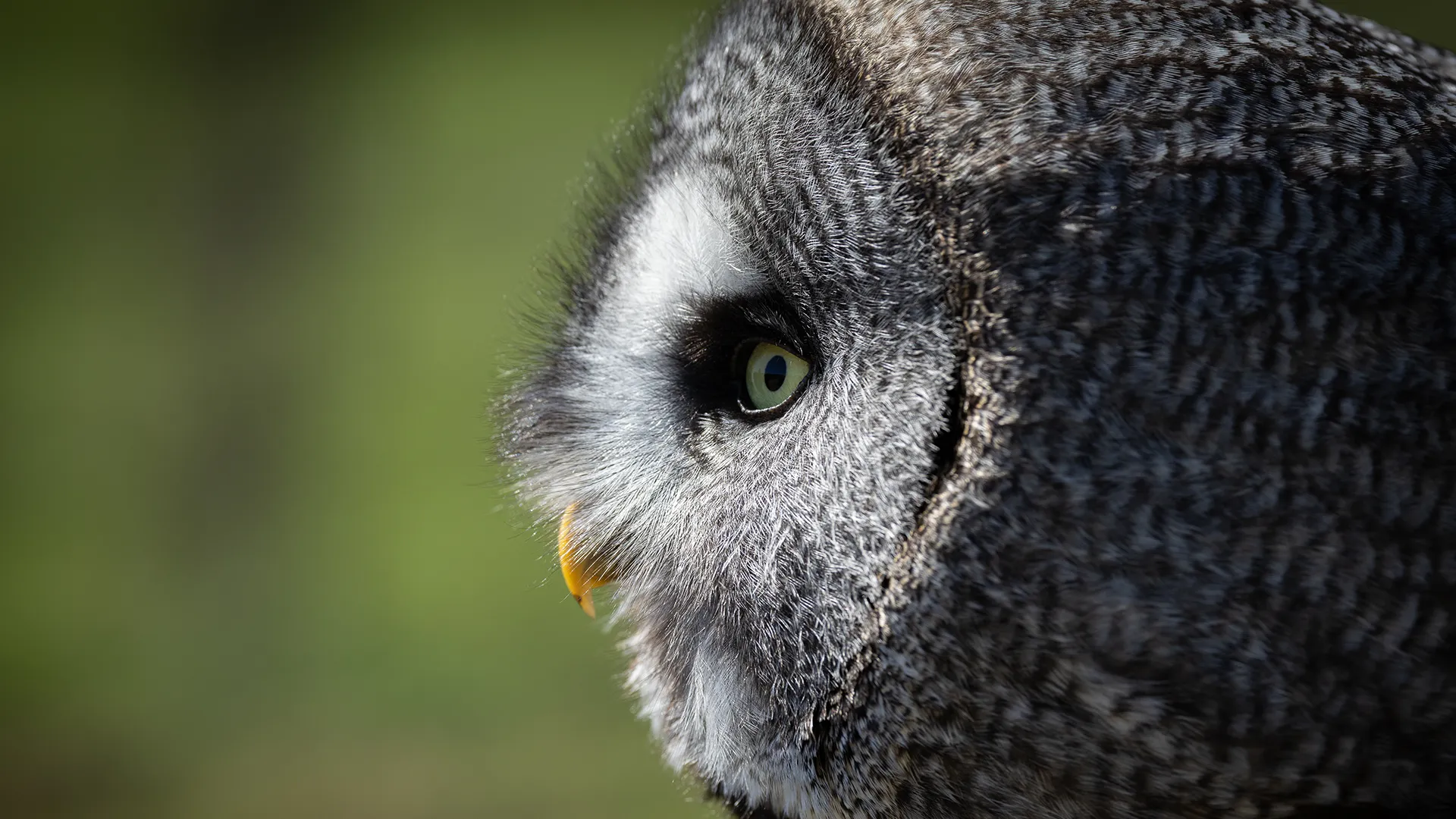 Close up portrait of an owl