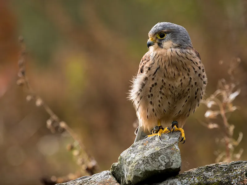 Tiffin the Kestrel