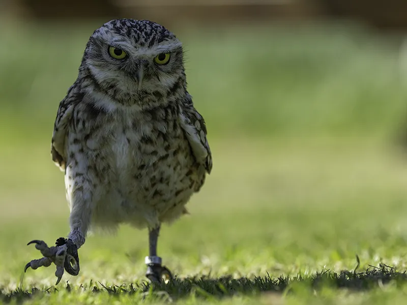 Tyke the Burrowing Owl