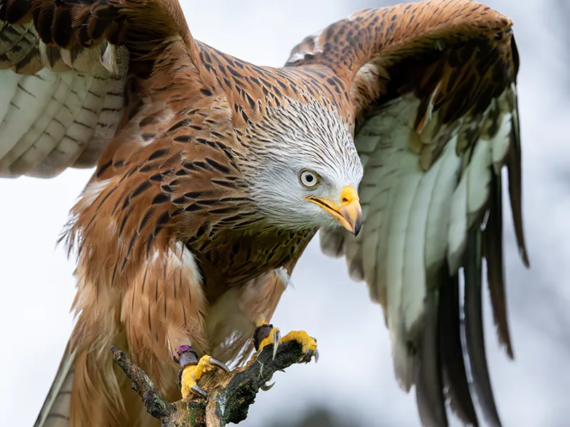 Willow the Red Kite