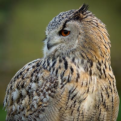 Siberian Eagle Owl