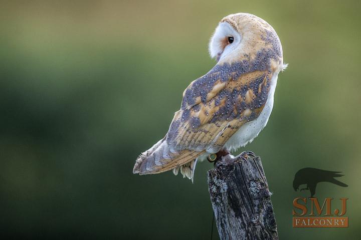 owl falconry